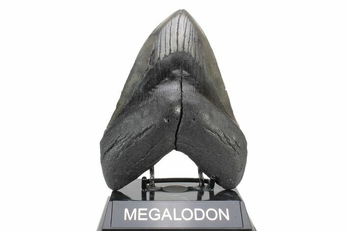Fossil Megalodon Tooth - Massive River Meg #239755